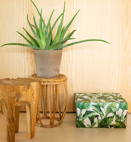 Green Leaves Storage Box Classic B2B